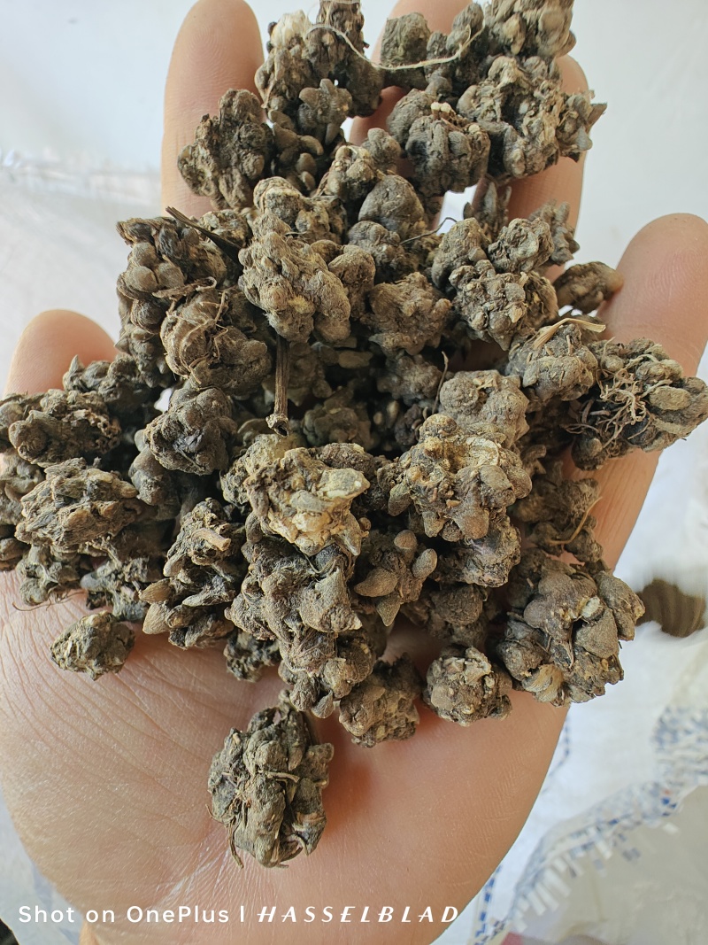 猫爪草