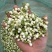 茉莉花蕾，原材料供应本人自家生产经营产品质量优良安全可靠