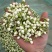 茉莉花蕾，原材料供应本人自家生产经营产品质量优良安全可靠