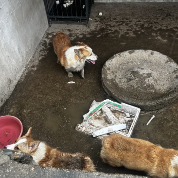 广西土猎，小狗半大狗
