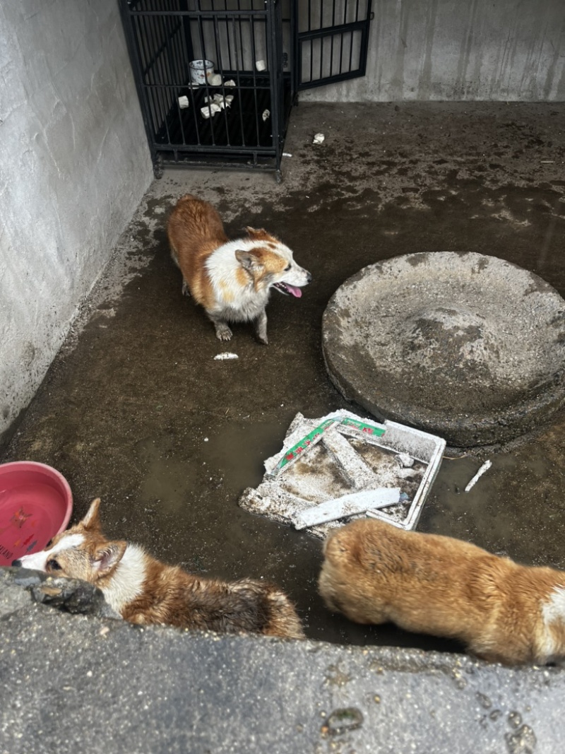 广西土猎，小狗半大狗