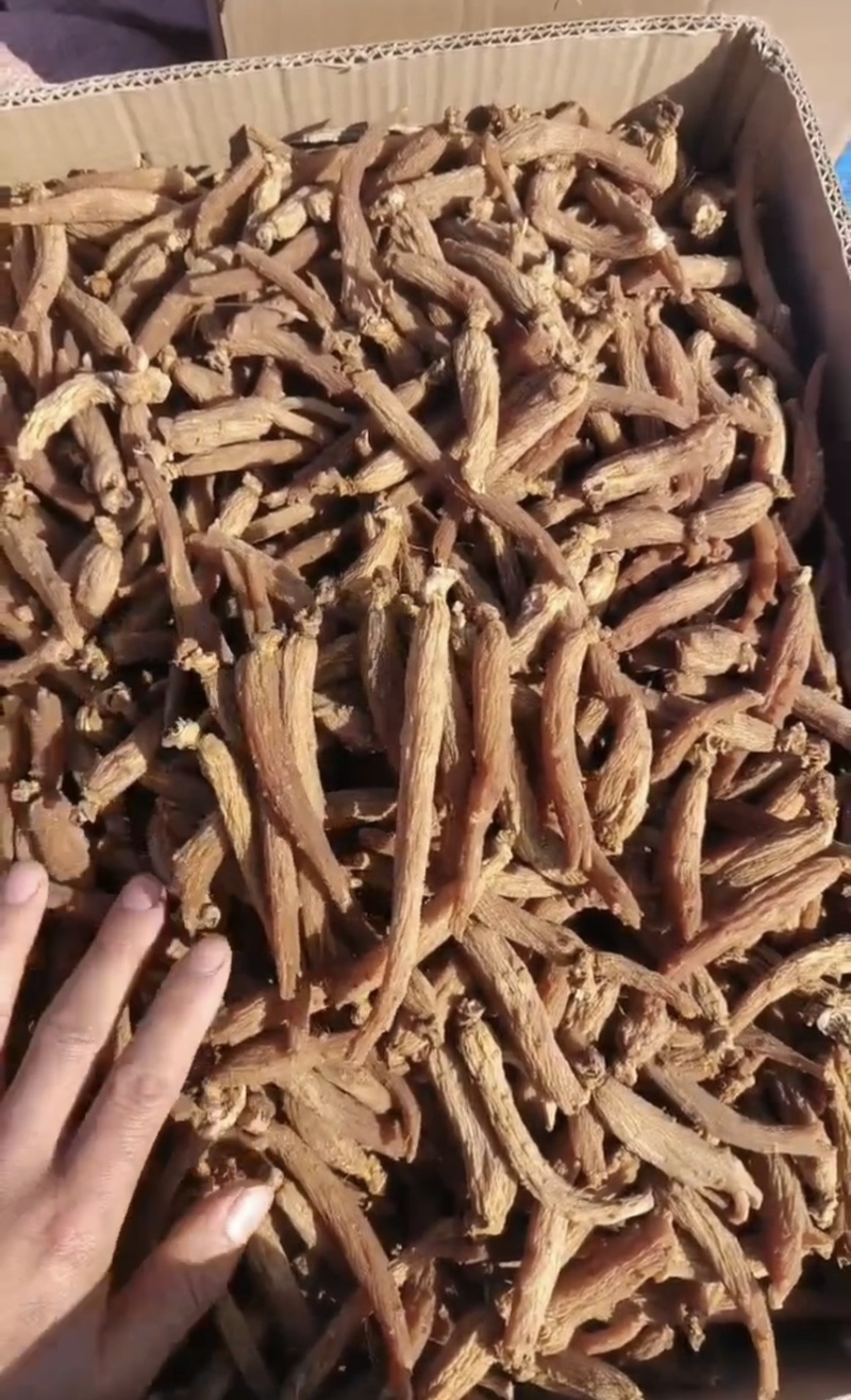 优质无糖红参长白山整枝条货红参边条包邮