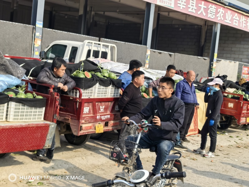 礼品西瓜上市中，量大价优
