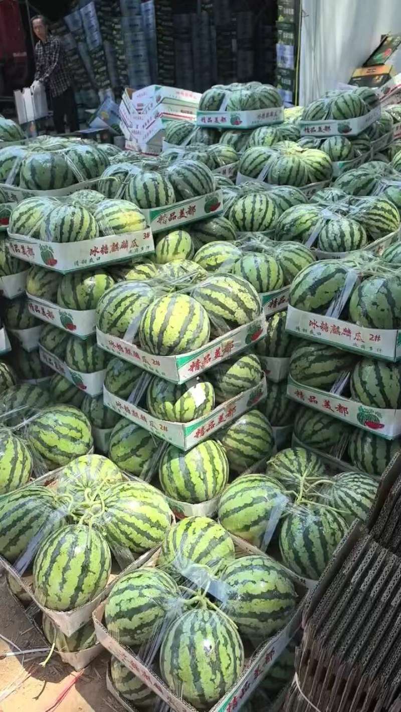 一手货美都无籽西瓜对接全国市场量大从优，欢迎采购正在热卖