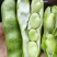 推荐蚕豆现摘现发新鲜现货货源充足欢迎联系