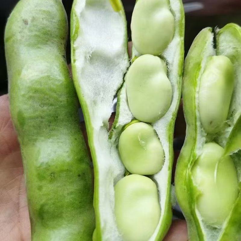 推荐蚕豆现摘现发新鲜现货货源充足欢迎联系