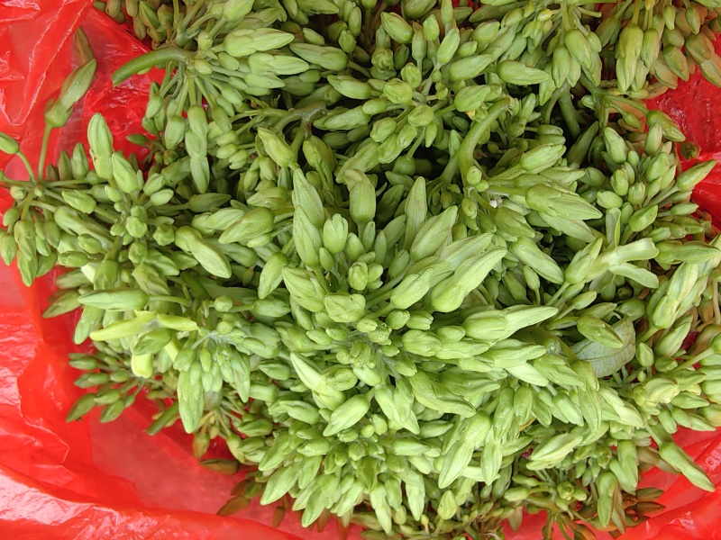 夜香花