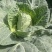 牛心白，包菜，无虫眼，无烧心，无抽苔