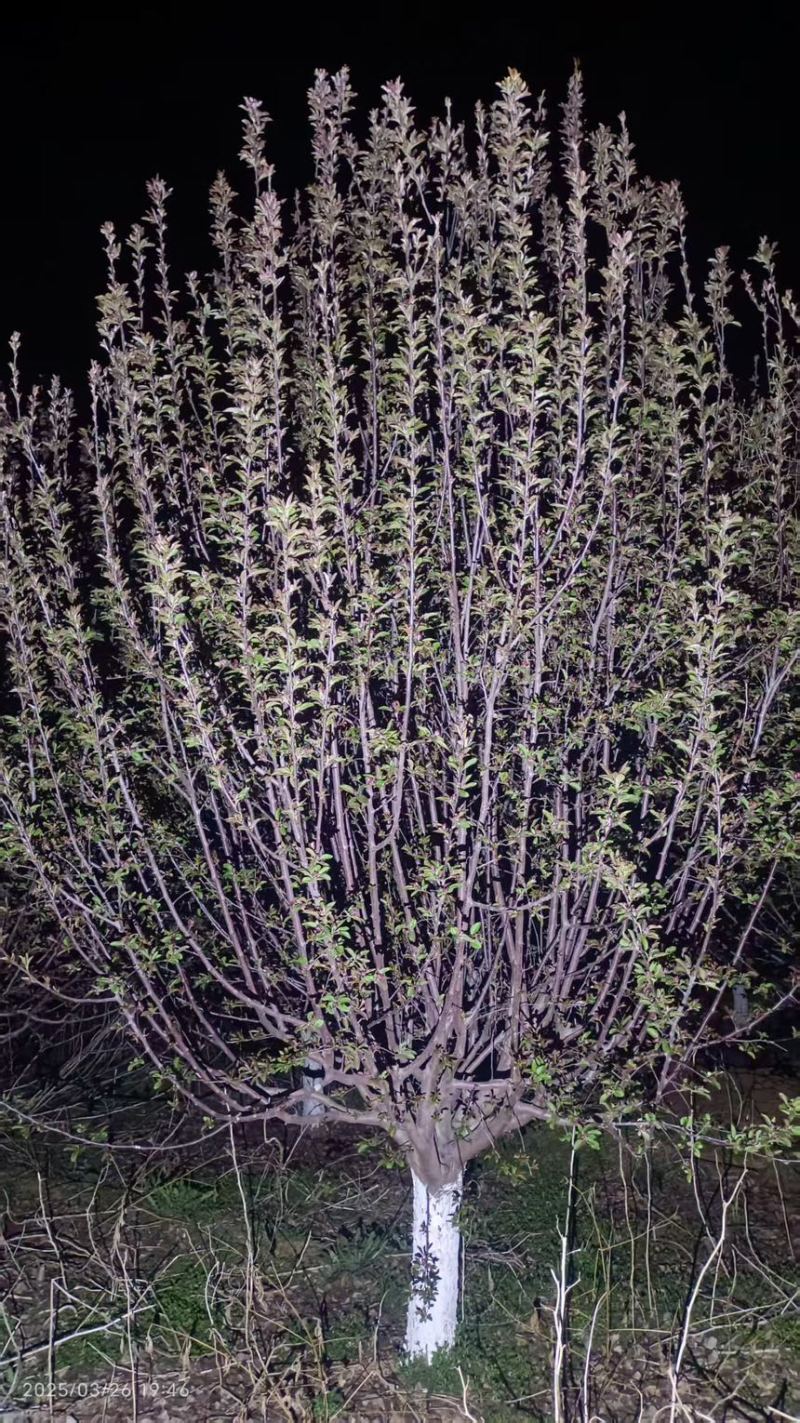 绚丽海棠，大规格海棠8-30公分，量大，基地直销