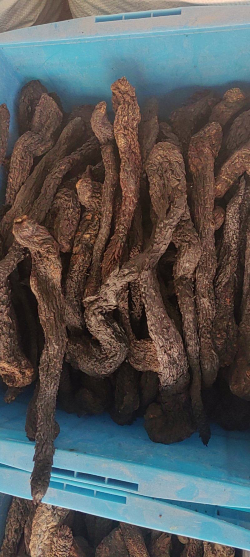 肉苁蓉个子产地价格
