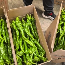 精品螺丝椒大量开始上市，物美价廉，欢迎选购