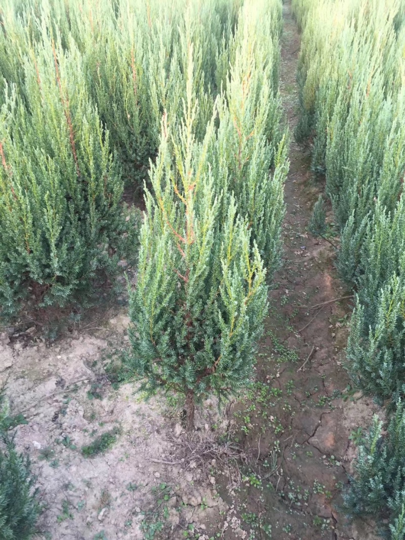 桧柏树价格便宜质量保证河南省信阳货源充足长期供应桧柏。
