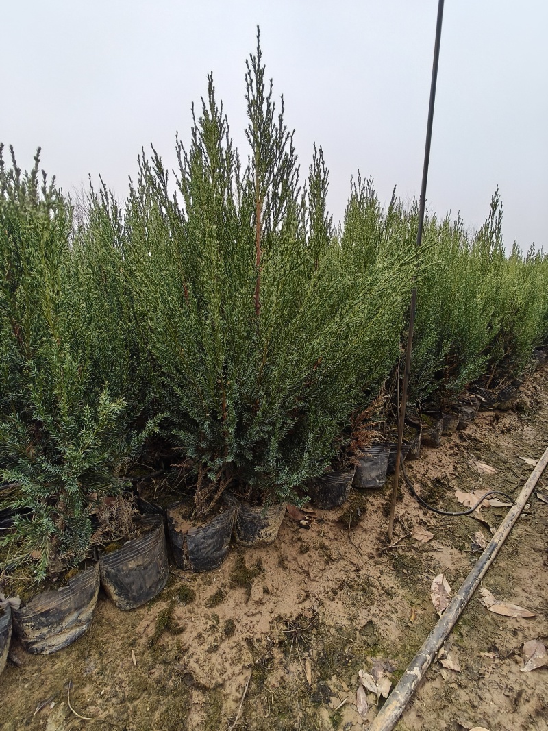 桧柏树价格便宜质量保证河南省信阳货源充足长期供应桧柏。