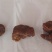 鸡宝