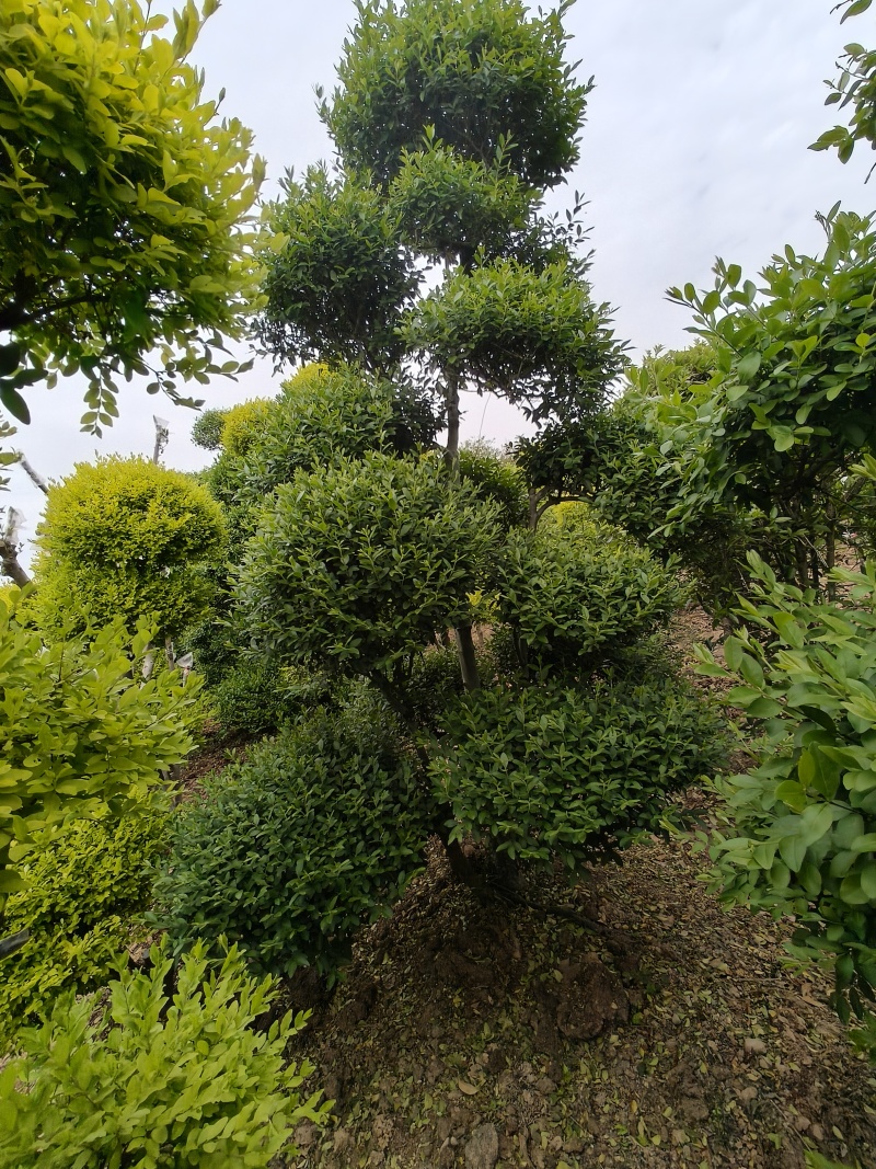 造型女贞树价格便宜质量很好河南省信阳货源充足长期供应！