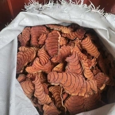 鸡血腾