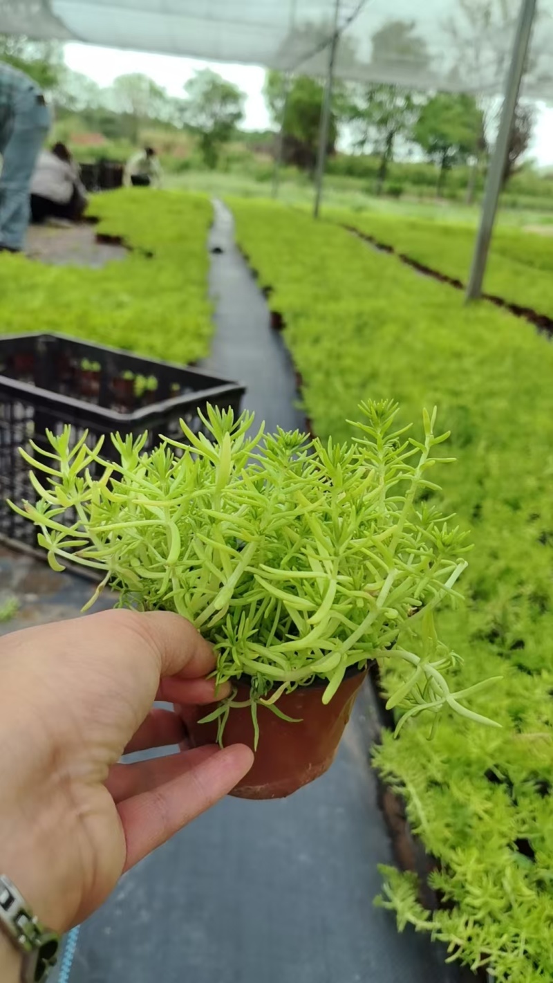 欧石竹