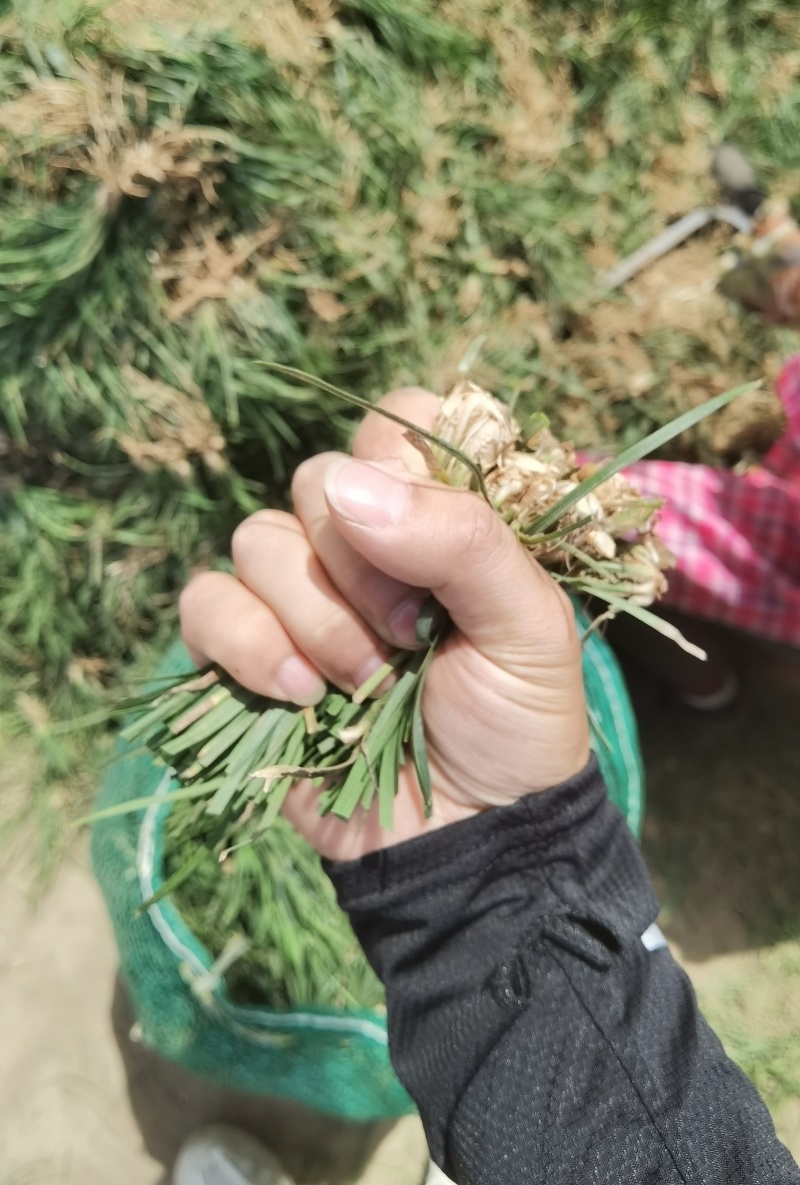 麦冬种苗～基地鲜货直发***********