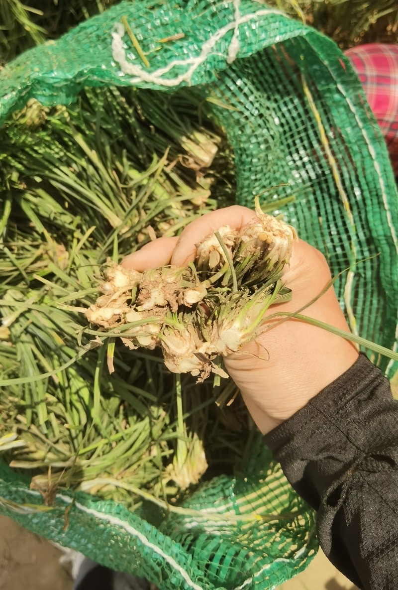麦冬种苗～基地鲜货直发***********