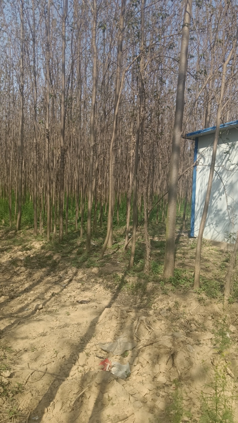 楸树