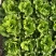 精品意大利生菜，陆续走货中，质量好，价格低！