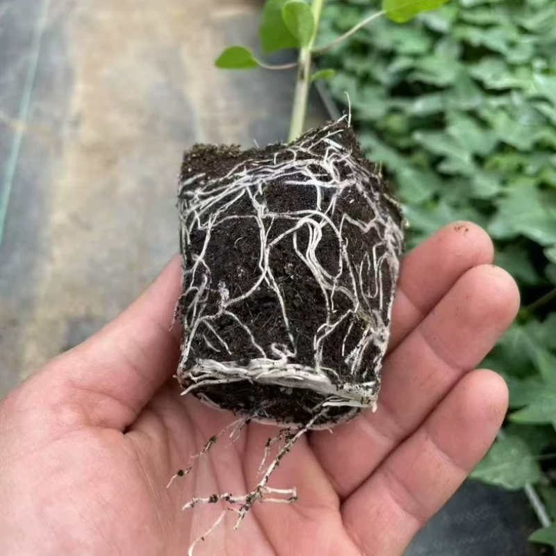 包邮带土发货番木瓜苗大青水果木瓜苗红玲木瓜果树苗