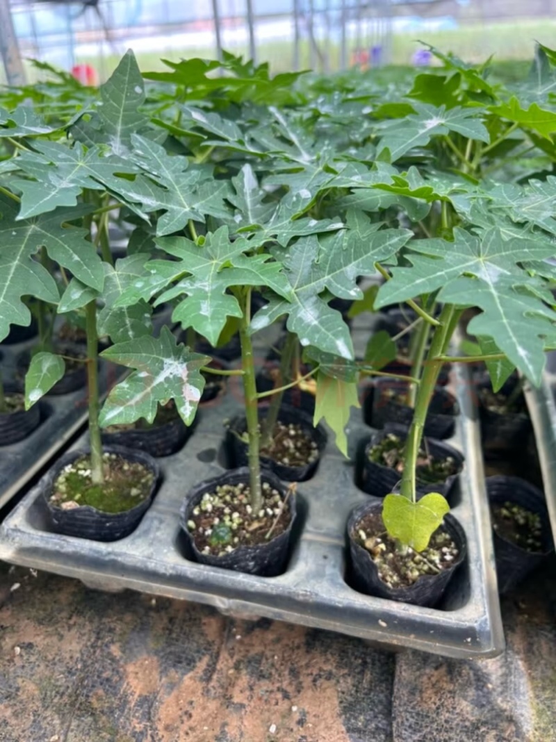 包邮带土发货番木瓜苗大青水果木瓜苗红玲木瓜果树苗