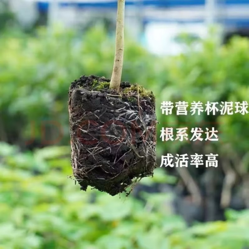 包邮带土发货番木瓜苗大青水果木瓜苗红玲木瓜果树苗
