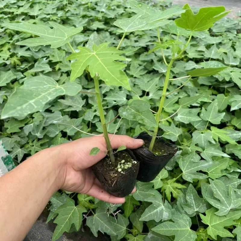 包邮带土发货番木瓜苗大青水果木瓜苗红玲木瓜果树苗