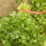 精品香菜大叶香菜质量保证价格合理全国发货欢迎来电