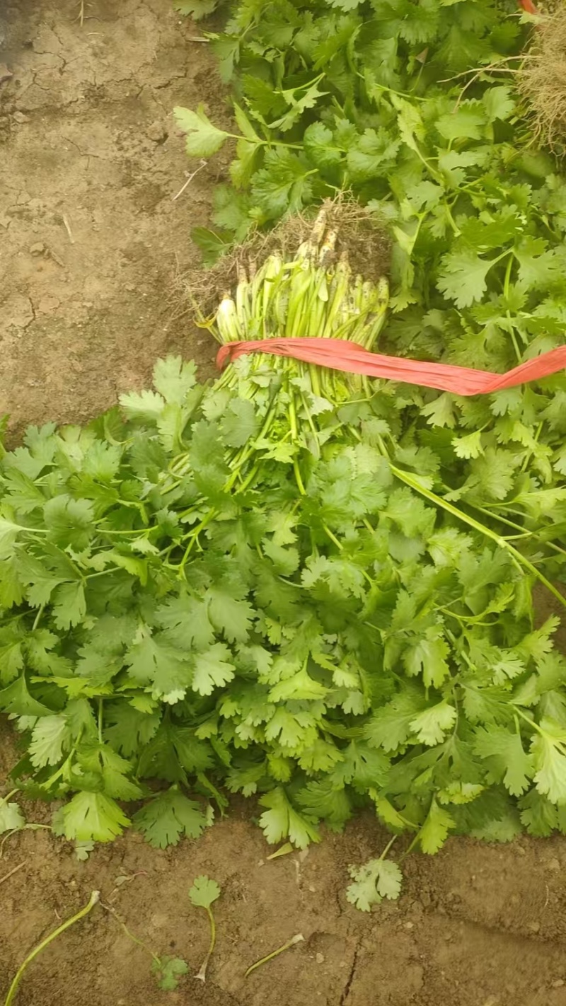 精品香菜大叶香菜质量保证价格合理全国发货欢迎来电