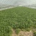 精品香菜大叶香菜质量保证价格合理全国发货欢迎来电