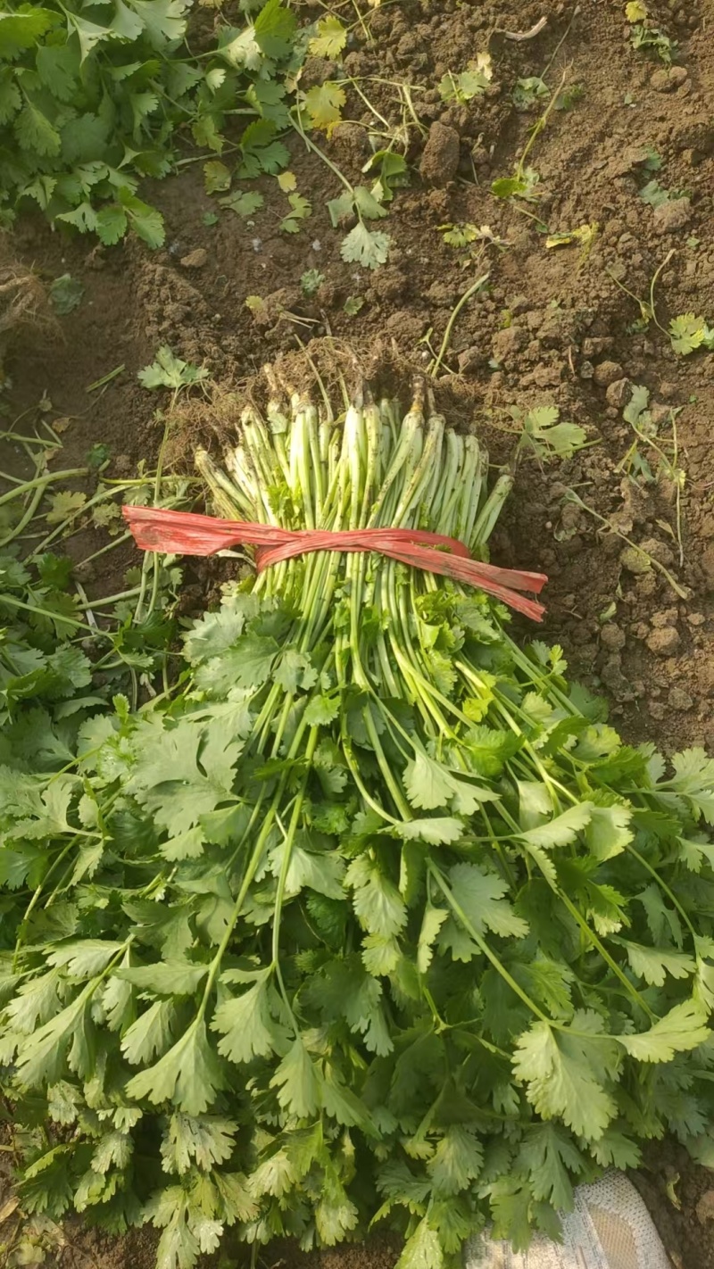 精品香菜大叶香菜质量保证价格合理全国发货欢迎来电