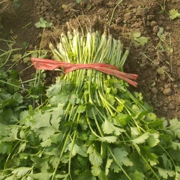 大叶香菜全年大量有货天津香菜他对接各大市场商超电商