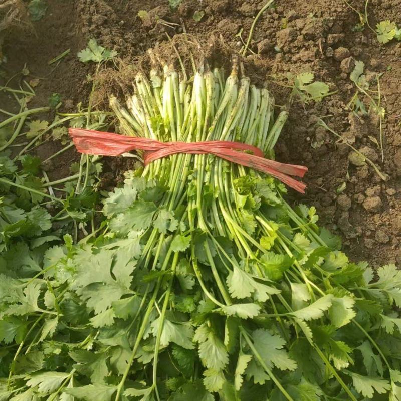 大叶香菜全年大量有货天津香菜他对接各大市场商超电商