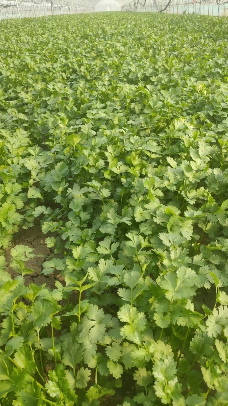 大叶香菜全年大量有货天津香菜他对接各大市场商超电商