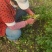 大叶香菜全年大量有货天津香菜他对接各大市场商超电商