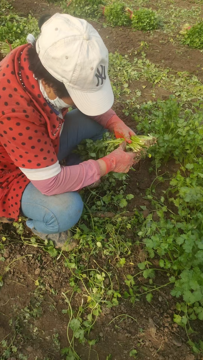 大叶香菜全年大量有货天津香菜他对接各大市场商超电商