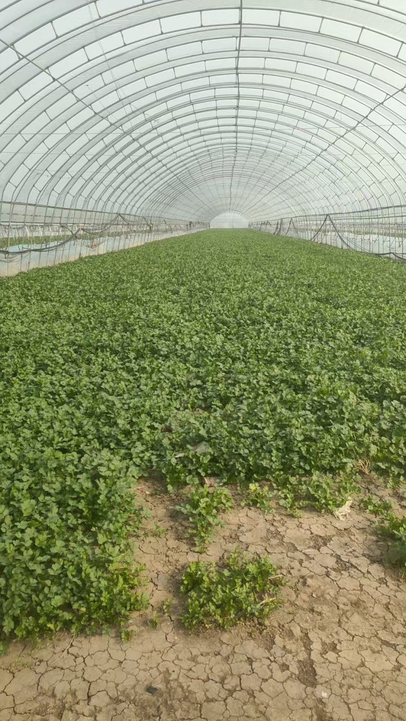 大叶香菜全年大量有货天津香菜他对接各大市场商超电商
