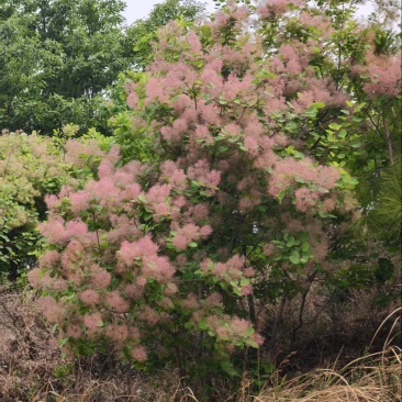 黄栌花枝条一手货源基地直发