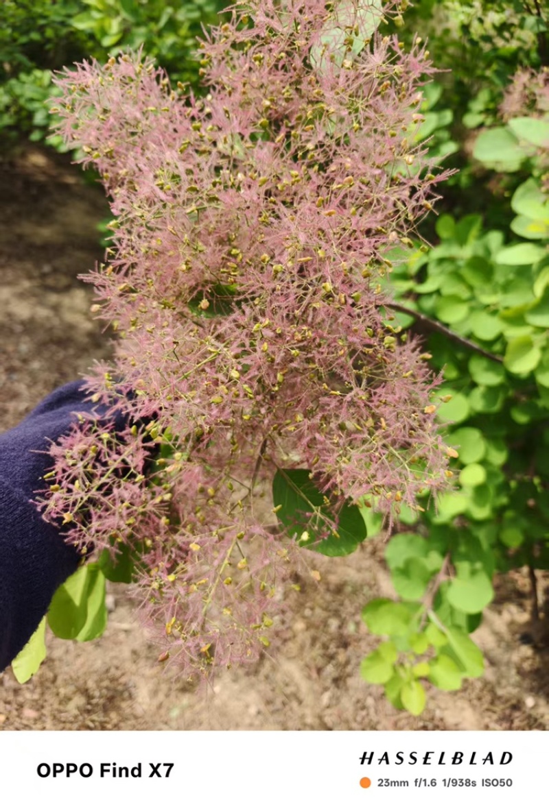黄栌花枝条一手货源基地直发