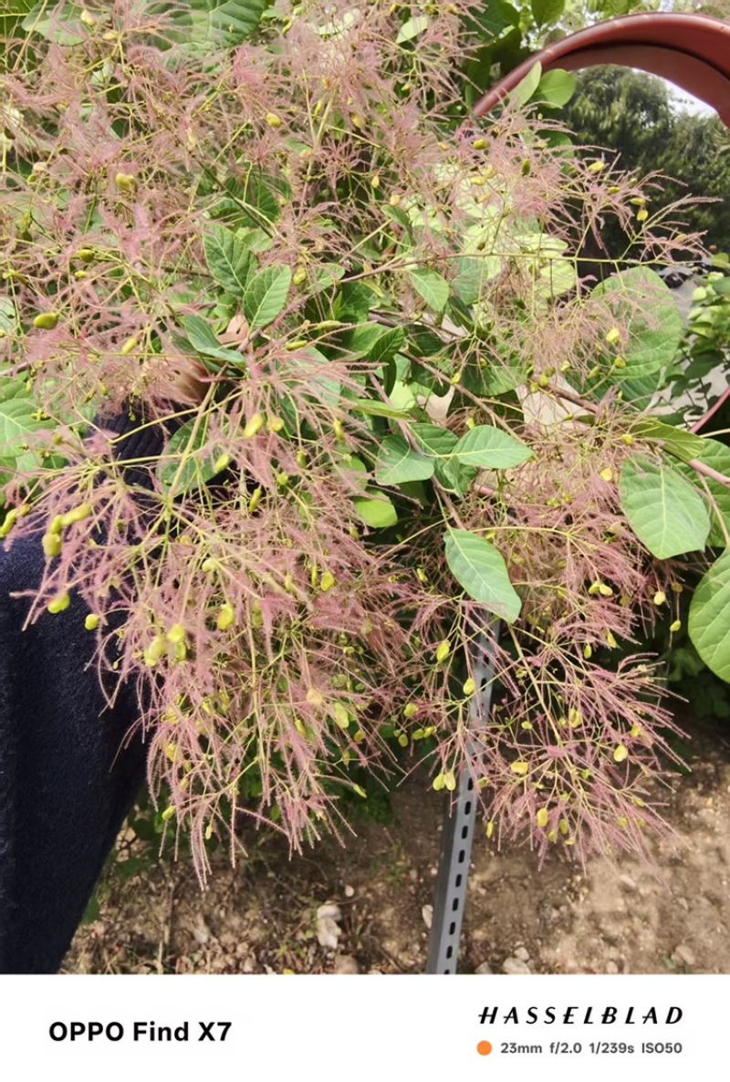 黄栌花枝条一手货源基地直发