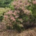 黄栌花枝条一手货源基地直发