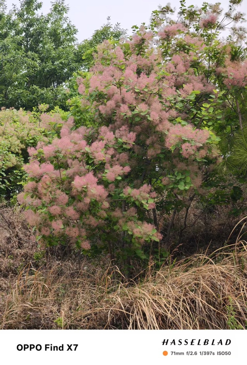黄栌花枝条一手货源基地直发