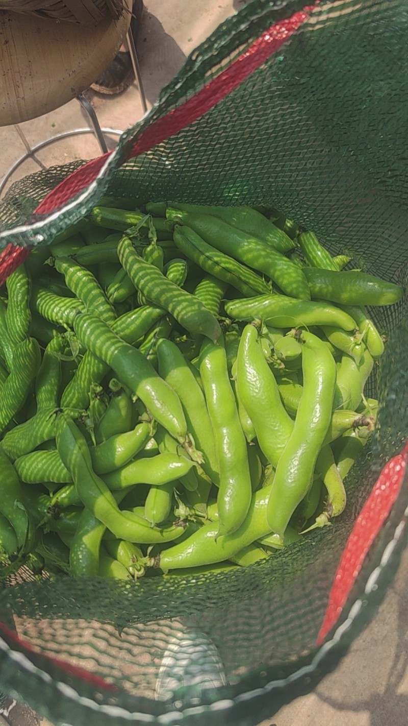 青海蚕豆，江苏大白皮精品蚕豆