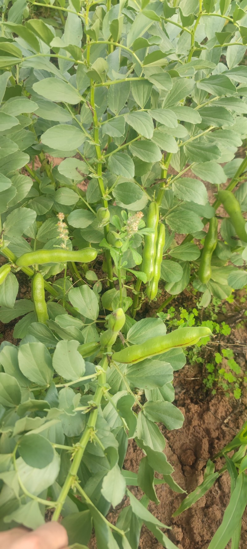 青海蚕豆，江苏大白皮精品蚕豆