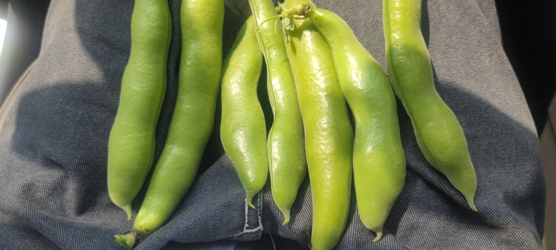 青海蚕豆，江苏大白皮精品蚕豆