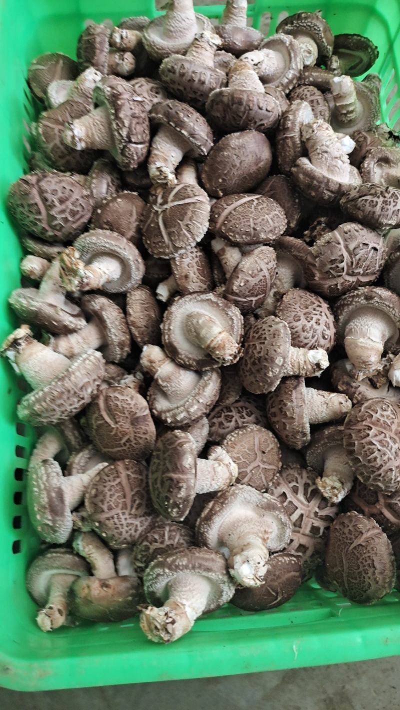 花菇。光面，大菇，小菇，诚信经营