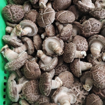 花菇。光面，大菇，小菇，诚信经营