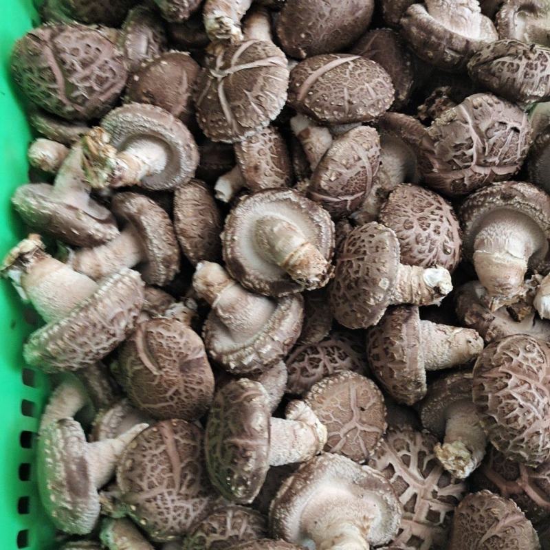 花菇。光面，大菇，小菇，诚信经营